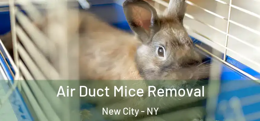 Air Duct Mice Removal New City - NY